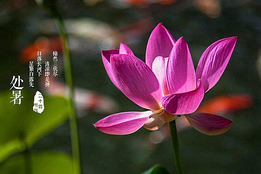 处暑养生常识