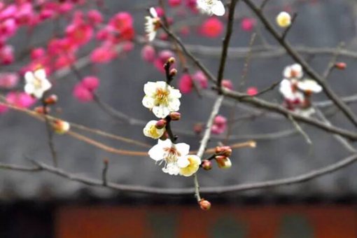 2020立春是几月几日 有什么禁忌和讲究要注意什么