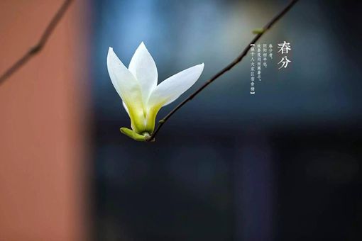 春分的风俗活动和寓意