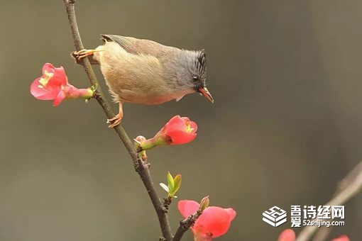 躲春是什么意思